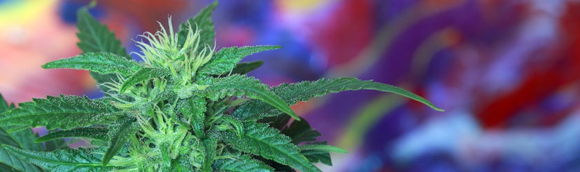 Marijuana Offenses