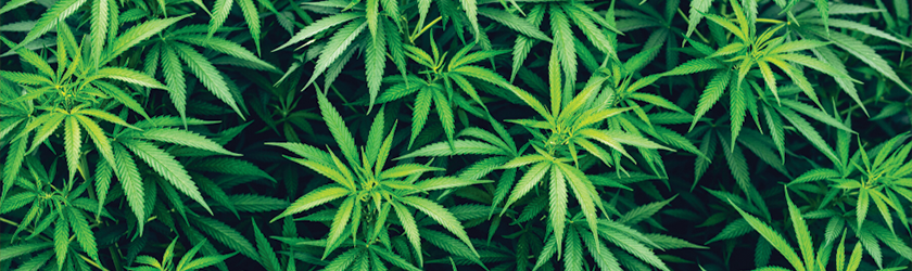 Illegal Cultivation Grow Houses